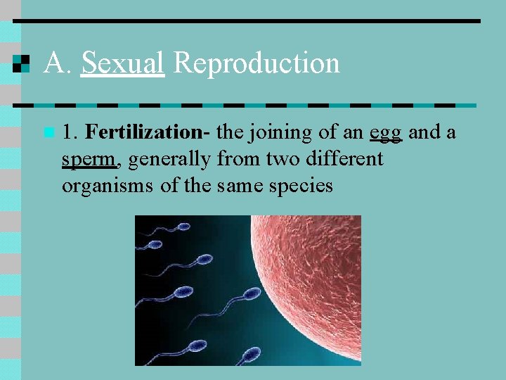 A. Sexual Reproduction n 1. Fertilization- the joining of an egg and a sperm,