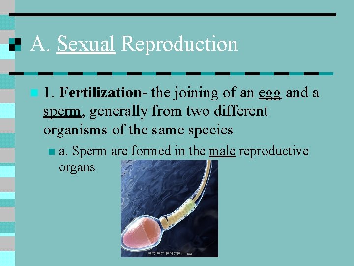 A. Sexual Reproduction n 1. Fertilization- the joining of an egg and a sperm,