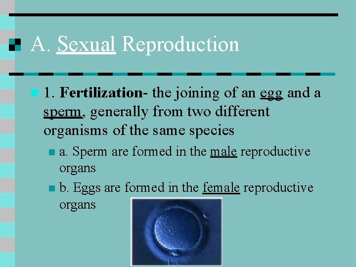 A. Sexual Reproduction n 1. Fertilization- the joining of an egg and a sperm,