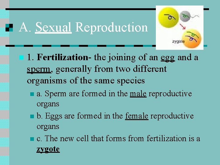 A. Sexual Reproduction n 1. Fertilization- the joining of an egg and a sperm,