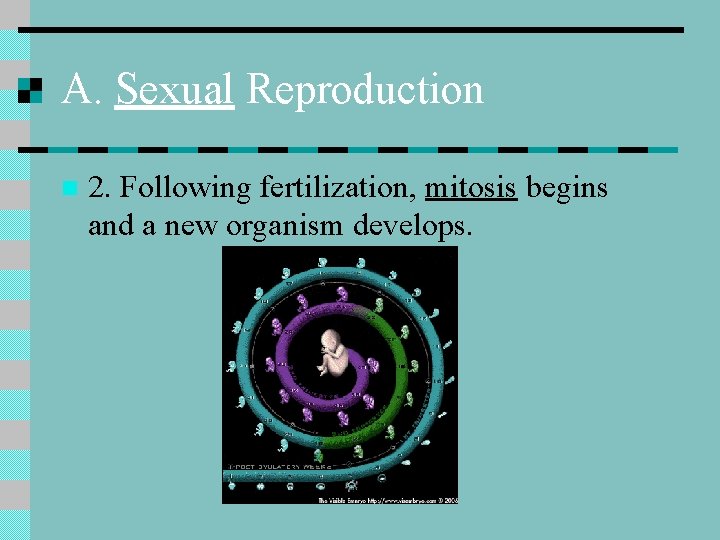 A. Sexual Reproduction n 2. Following fertilization, mitosis begins and a new organism develops.