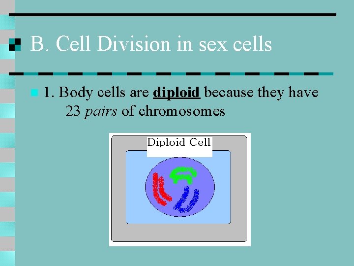 B. Cell Division in sex cells n 1. Body cells are diploid because they