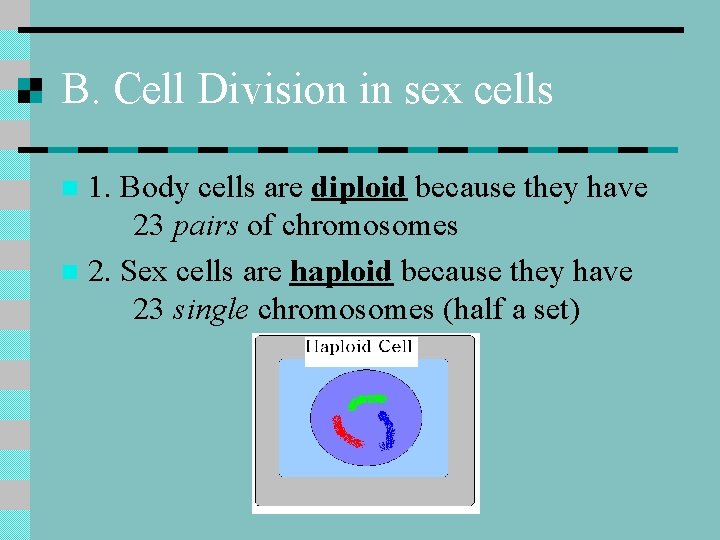 B. Cell Division in sex cells 1. Body cells are diploid because they have