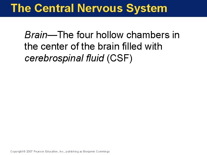 The Central Nervous System Brain—The four hollow chambers in the center of the brain
