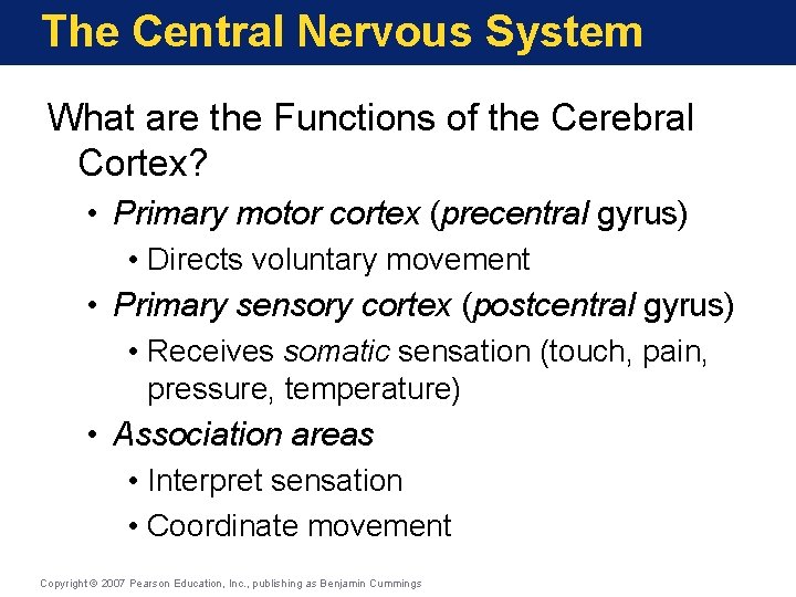 The Central Nervous System What are the Functions of the Cerebral Cortex? • Primary