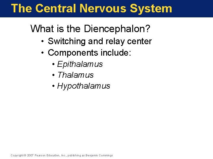 The Central Nervous System What is the Diencephalon? • Switching and relay center •