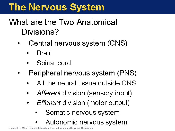 The Nervous System What are the Two Anatomical Divisions? • Central nervous system (CNS)