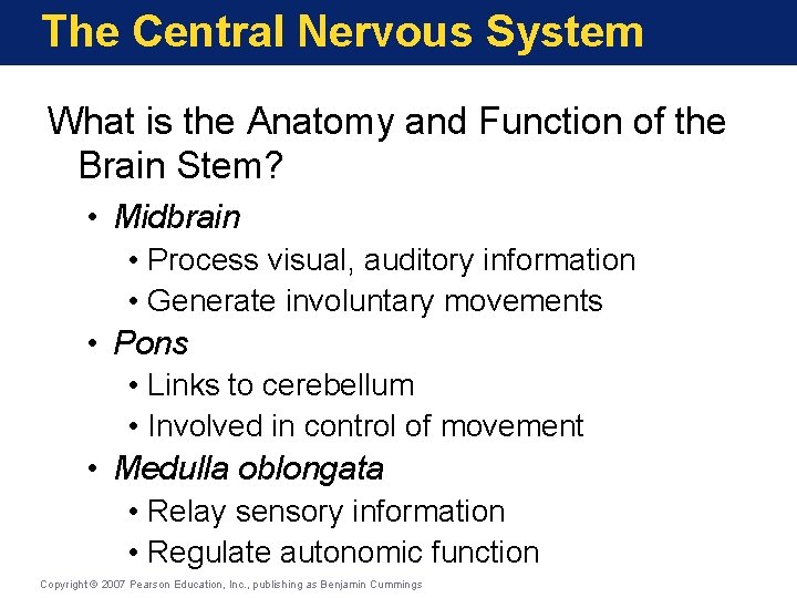 The Central Nervous System What is the Anatomy and Function of the Brain Stem?