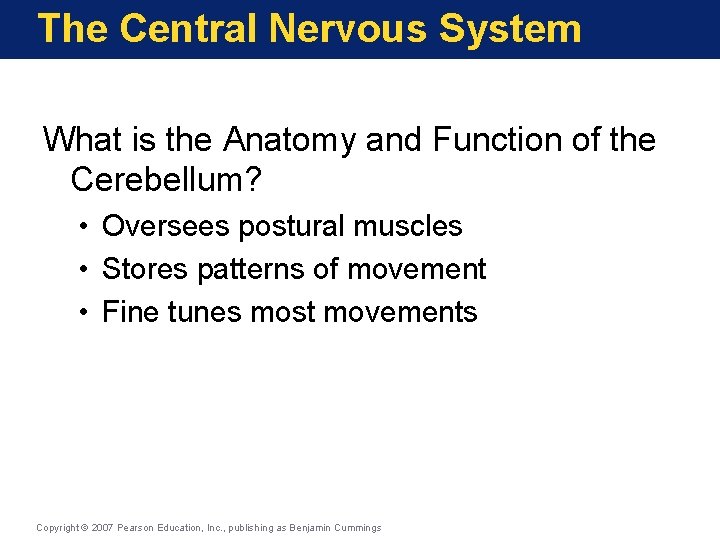 The Central Nervous System What is the Anatomy and Function of the Cerebellum? •