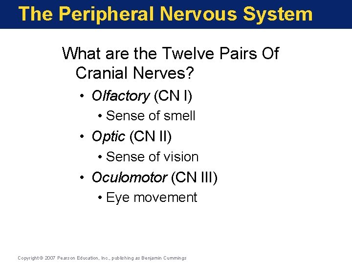 The Peripheral Nervous System What are the Twelve Pairs Of Cranial Nerves? • Olfactory