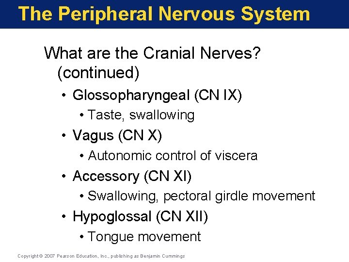 The Peripheral Nervous System What are the Cranial Nerves? (continued) • Glossopharyngeal (CN IX)