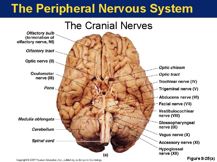 The Peripheral Nervous System The Cranial Nerves Figure 8 -25(a) 