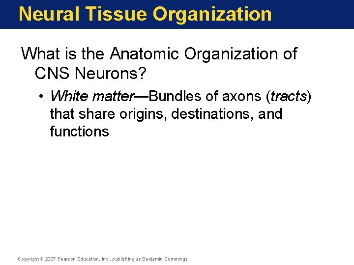 Neural Tissue Organization What is the Anatomic Organization of CNS Neurons? • White matter—Bundles