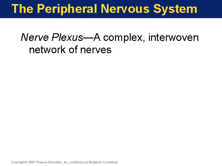 The Peripheral Nervous System Nerve Plexus—A complex, interwoven network of nerves Copyright © 2007