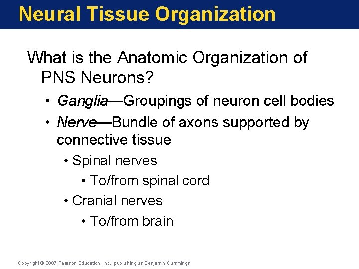 Neural Tissue Organization What is the Anatomic Organization of PNS Neurons? • Ganglia—Groupings of