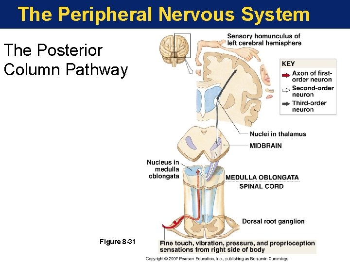 The Peripheral Nervous System The Posterior Column Pathway Figure 8 -31 