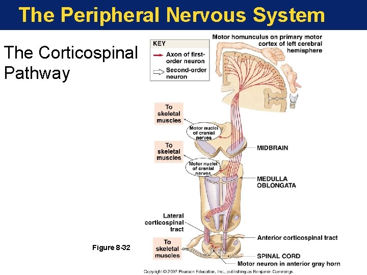 The Peripheral Nervous System The Corticospinal Pathway Figure 8 -32 