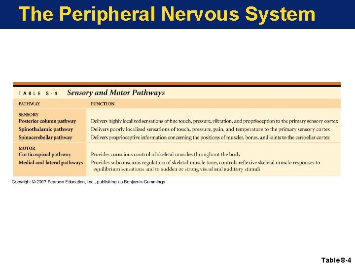 The Peripheral Nervous System Table 8 -4 