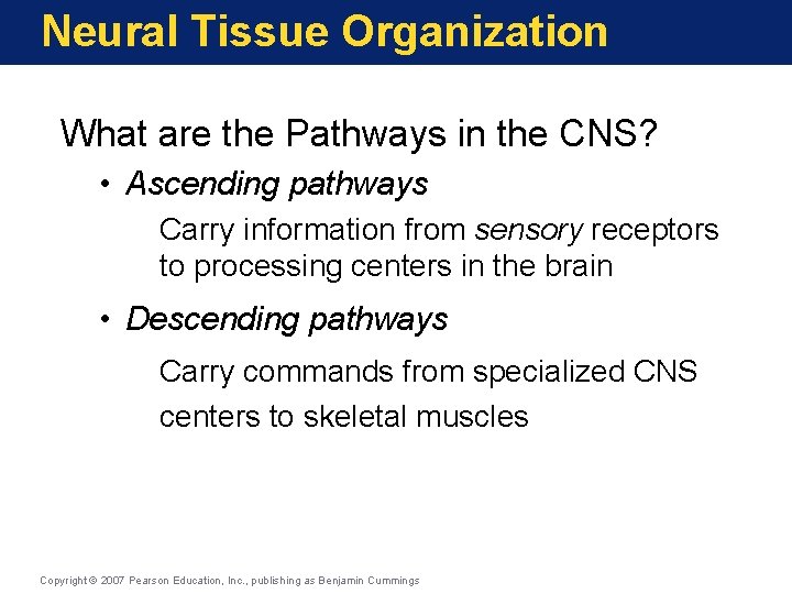 Neural Tissue Organization What are the Pathways in the CNS? • Ascending pathways Carry