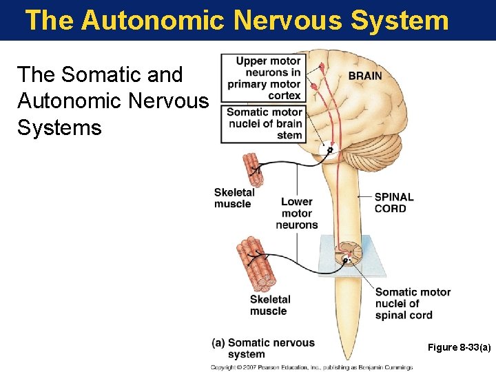 The Autonomic Nervous System The Somatic and Autonomic Nervous Systems Figure 8 -33(a) 