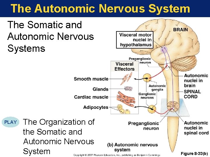 The Autonomic Nervous System The Somatic and Autonomic Nervous Systems PLAY The Organization of