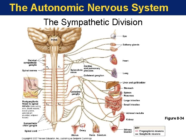 The Autonomic Nervous System The Sympathetic Division Figure 8 -34 