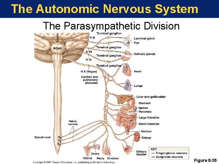 The Autonomic Nervous System The Parasympathetic Division Figure 8 -35 