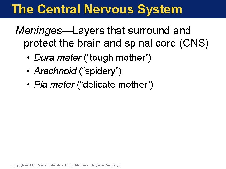 The Central Nervous System Meninges—Layers that surround and protect the brain and spinal cord