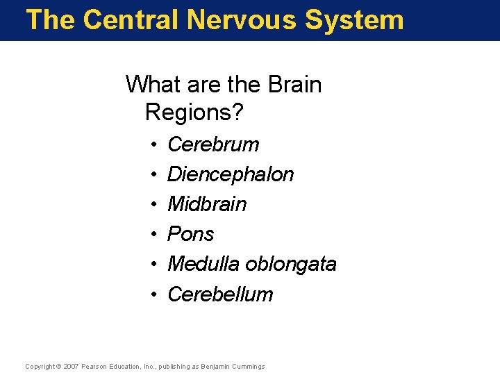 The Central Nervous System What are the Brain Regions? • • • Cerebrum Diencephalon