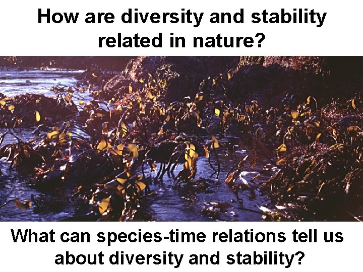How are diversity and stability related in nature? What can species-time relations tell us