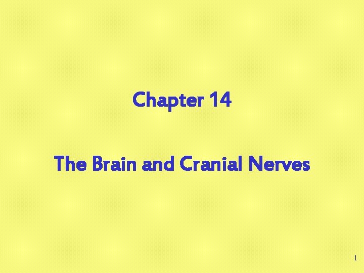 Chapter 14 The Brain and Cranial Nerves 1 