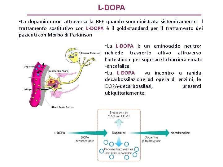 L-DOPA • La dopamina non attraversa la BEE quando somministrata sistemicamente. Il trattamento sostitutivo