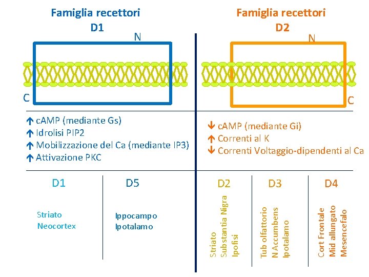 Famiglia recettori D 1 N Famiglia recettori D 2 N C C Ippocampo Ipotalamo