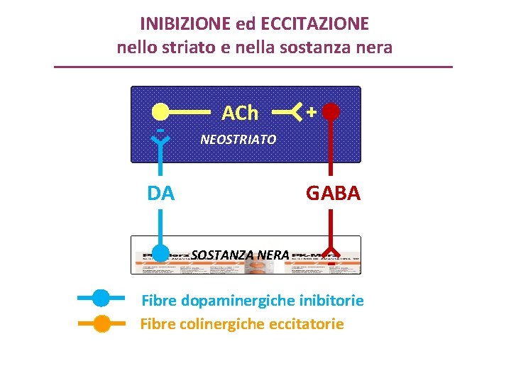 INIBIZIONE ed ECCITAZIONE nello striato e nella sostanza nera - ACh + NEOSTRIATO DA