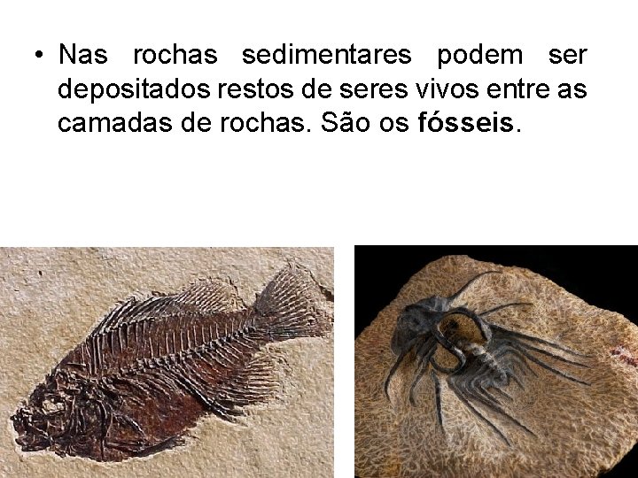 • Nas rochas sedimentares podem ser depositados restos de seres vivos entre as • Nas rochas sedimentares podem ser depositados restos de seres vivos entre as