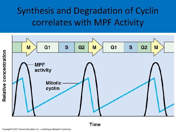 Synthesis and Degradation of Cyclin correlates with MPF Activity 