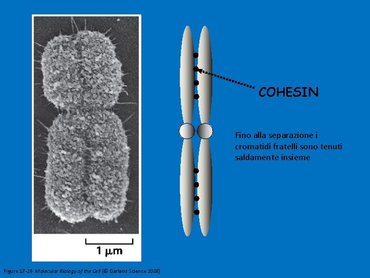 COHESIN Fino alla separazione i cromatidi fratelli sono tenuti saldamente insieme Figure 17 -26