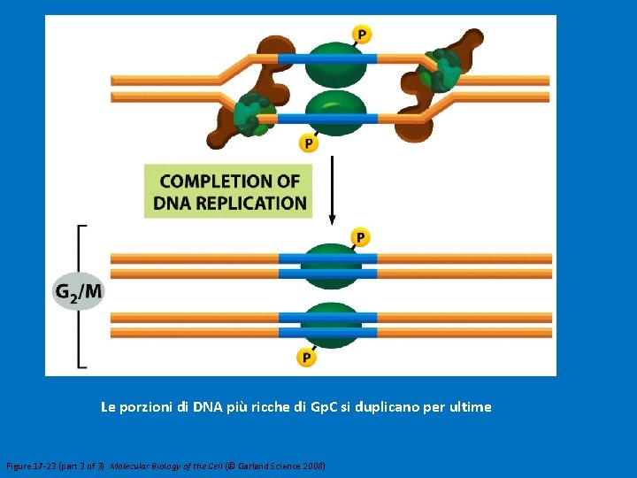 Le porzioni di DNA più ricche di Gp. C si duplicano per ultime Figure