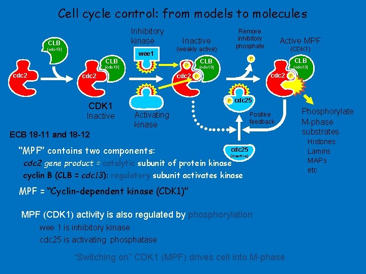 Cell cycle control: from models to molecules Inhibitory kinase CLB (cdc 13) wee 1 Cell cycle control: from models to molecules Inhibitory kinase CLB (cdc 13) wee 1