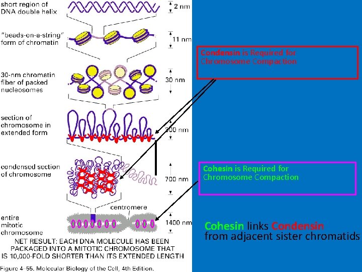 Condensin is Required for Chromosome Compaction Cohesin links Condensin from adjacent sister chromatids 