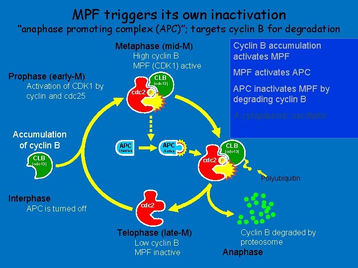 MPF triggers its own inactivation “anaphase promoting complex (APC)”; targets cyclin B for degradation