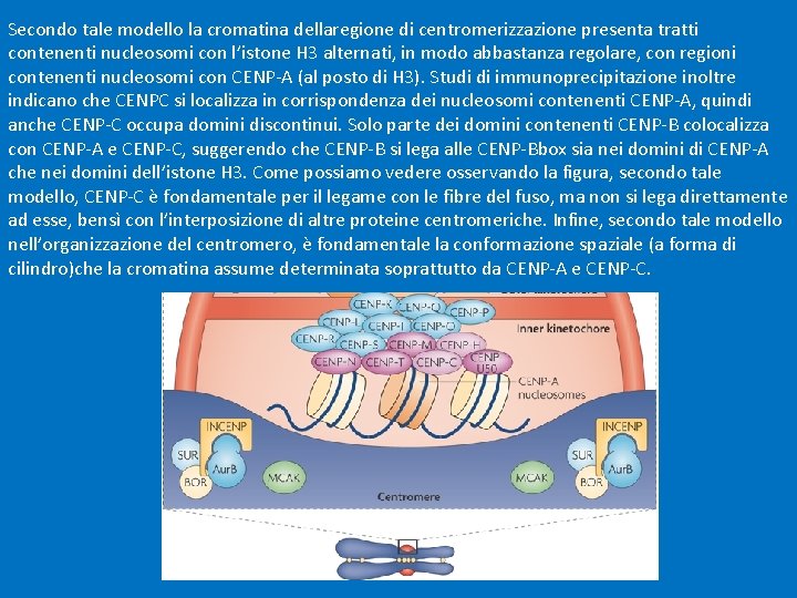 Secondo tale modello la cromatina dellaregione di centromerizzazione presenta tratti contenenti nucleosomi con l’istone