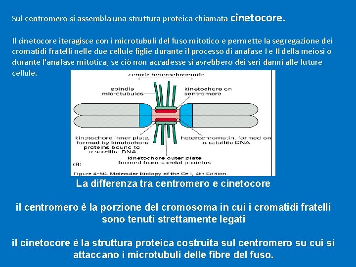 Sul centromero si assembla una struttura proteica chiamata cinetocore. Il cinetocore iteragisce con i