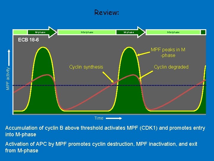 Review: M-phase Interphase ECB 18 -6 MPF activity MPF peaks in M -phase Cyclin