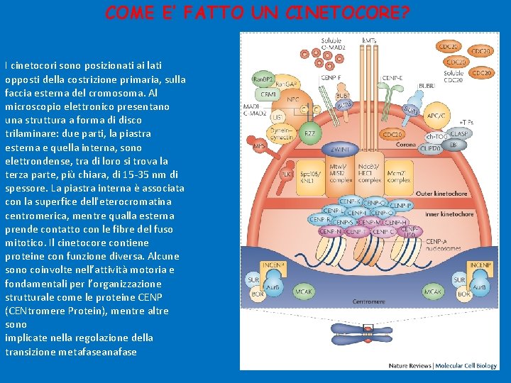 COME E’ FATTO UN CINETOCORE? I cinetocori sono posizionati ai lati opposti della costrizione COME E’ FATTO UN CINETOCORE? I cinetocori sono posizionati ai lati opposti della costrizione