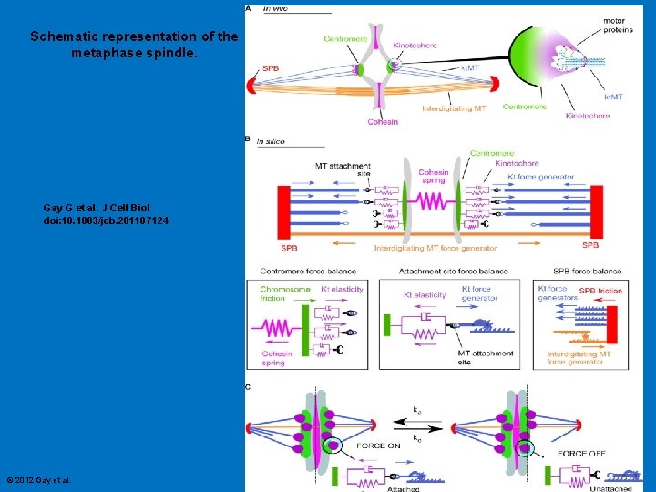 Schematic representation of the metaphase spindle. Gay G et al. J Cell Biol doi: