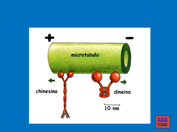 REM NMR 