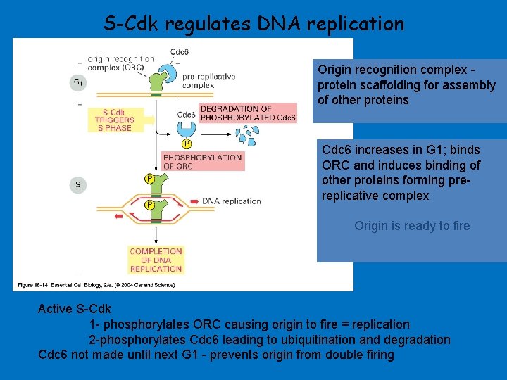 S-Cdk regulates DNA replication Origin recognition complex protein scaffolding for assembly of other proteins S-Cdk regulates DNA replication Origin recognition complex protein scaffolding for assembly of other proteins