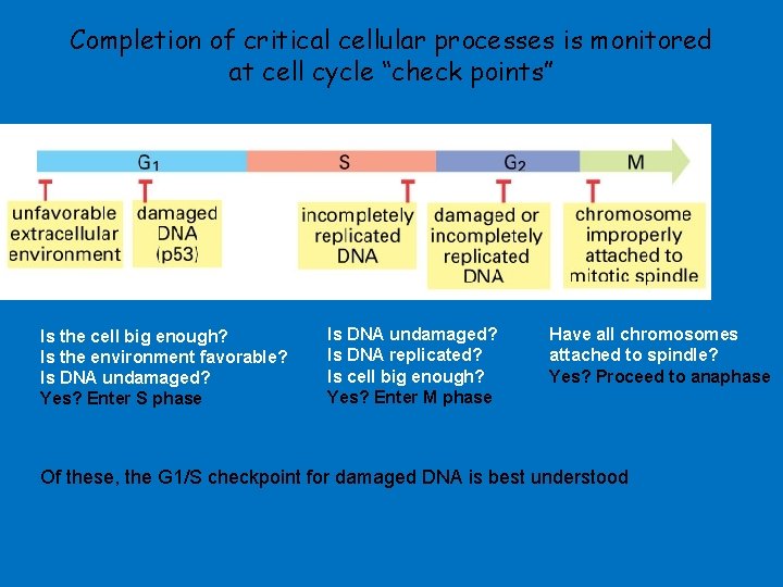 Completion of critical cellular processes is monitored at cell cycle “check points” ECB 18 Completion of critical cellular processes is monitored at cell cycle “check points” ECB 18