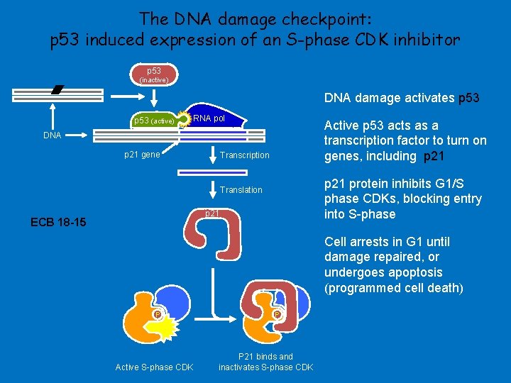 The DNA damage checkpoint: p 53 induced expression of an S-phase CDK inhibitor p